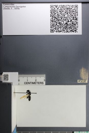 Media type: image; Entomology 524049